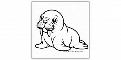 Boyama sayfaları yavru fok